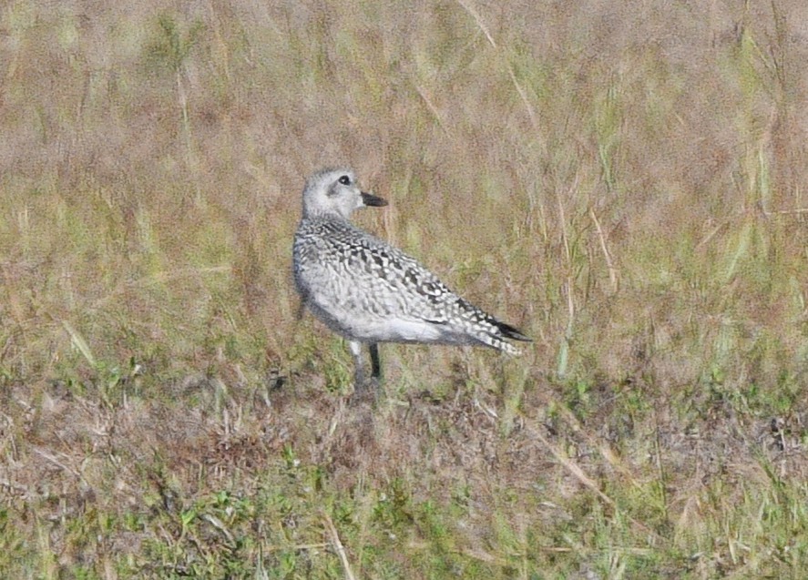 Txirri grisa - ML643398736