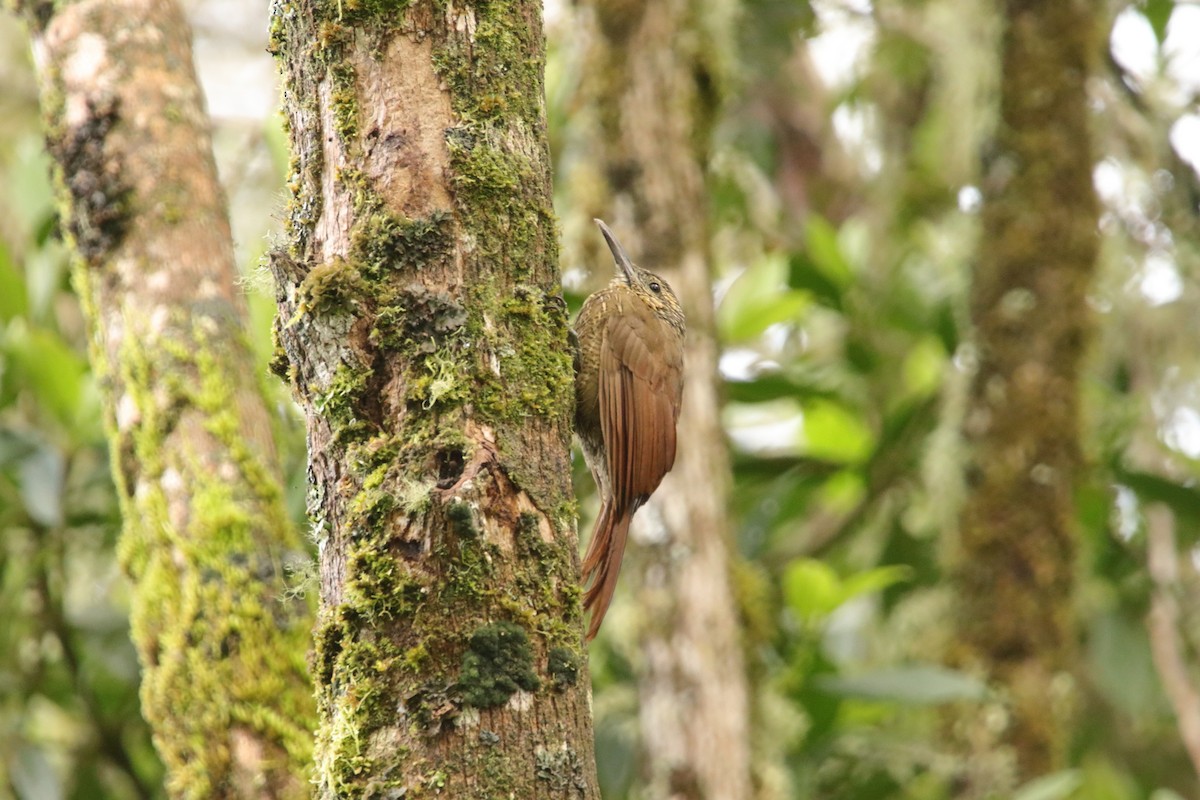 Black-banded Woodcreeper - ML643398742