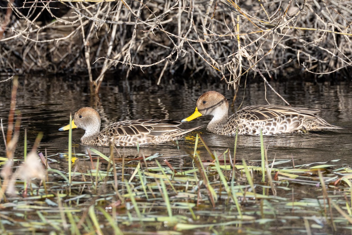 Yellow-billed Pintail - ML643398749