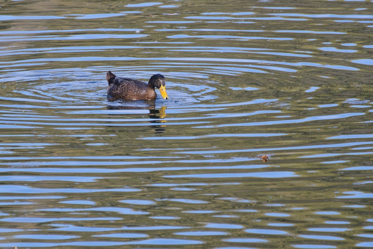 Mallard (Domestic type) - ML643398764