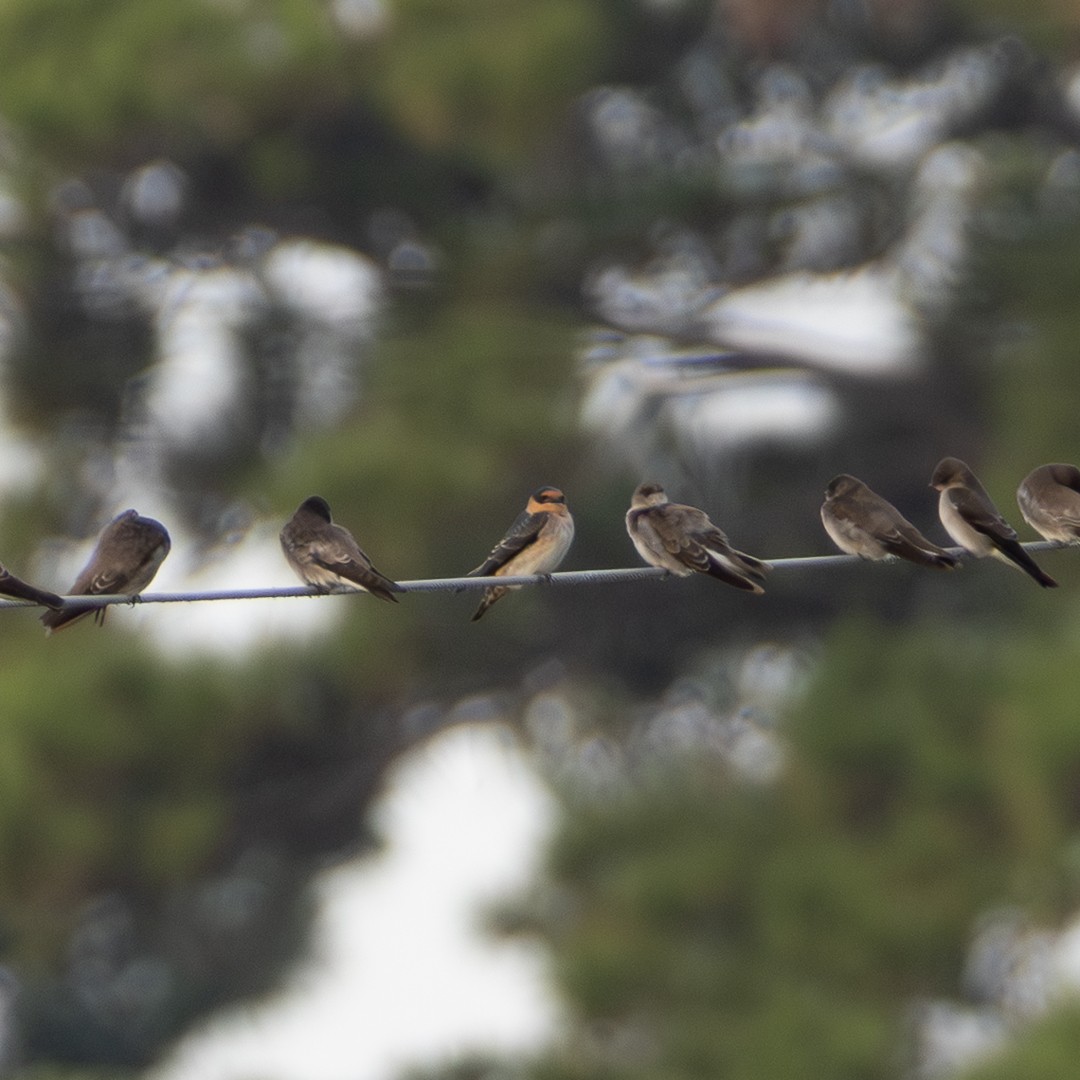 Cave Swallow - ML643398767