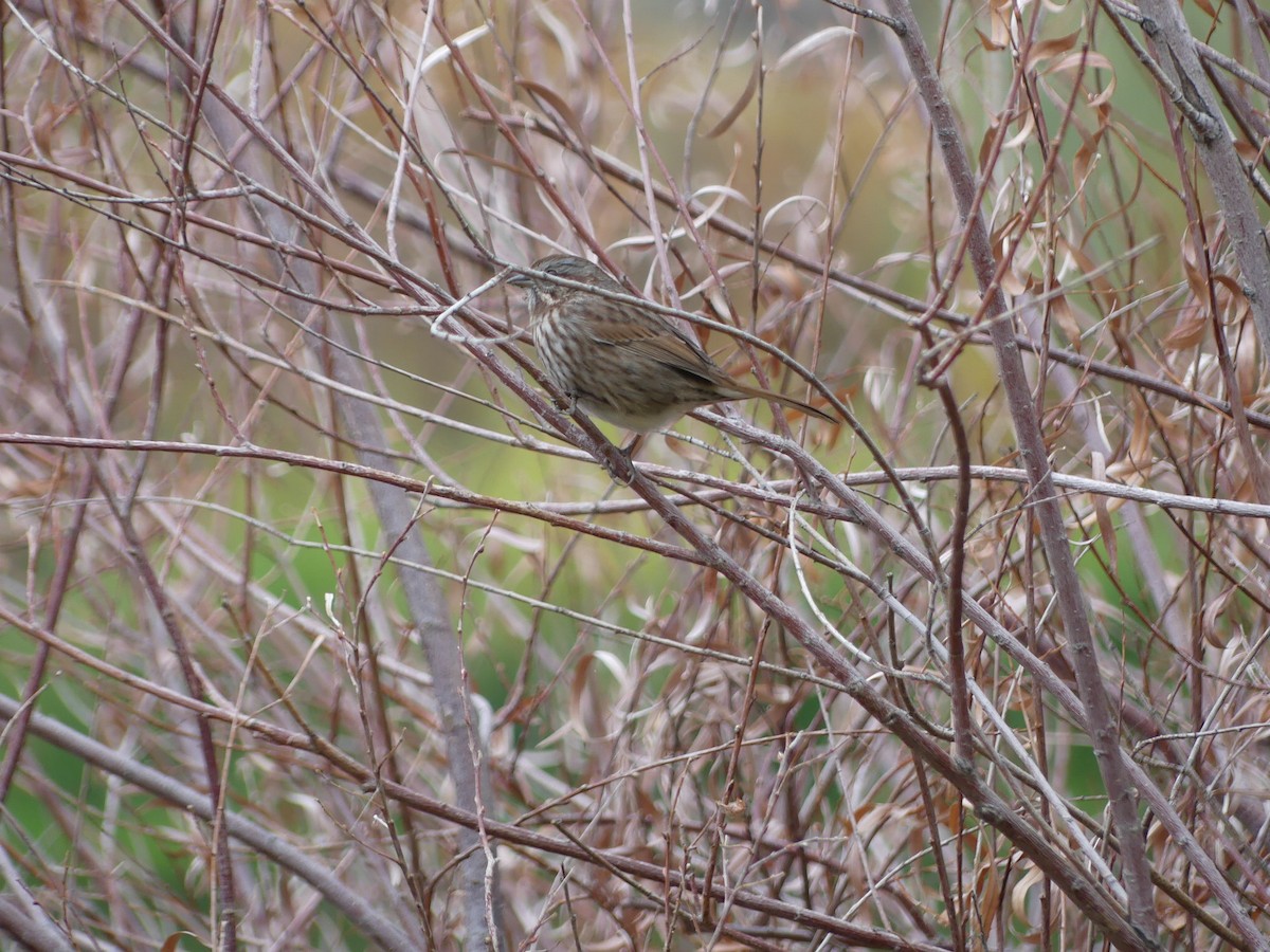 ウタスズメ - ML643398769