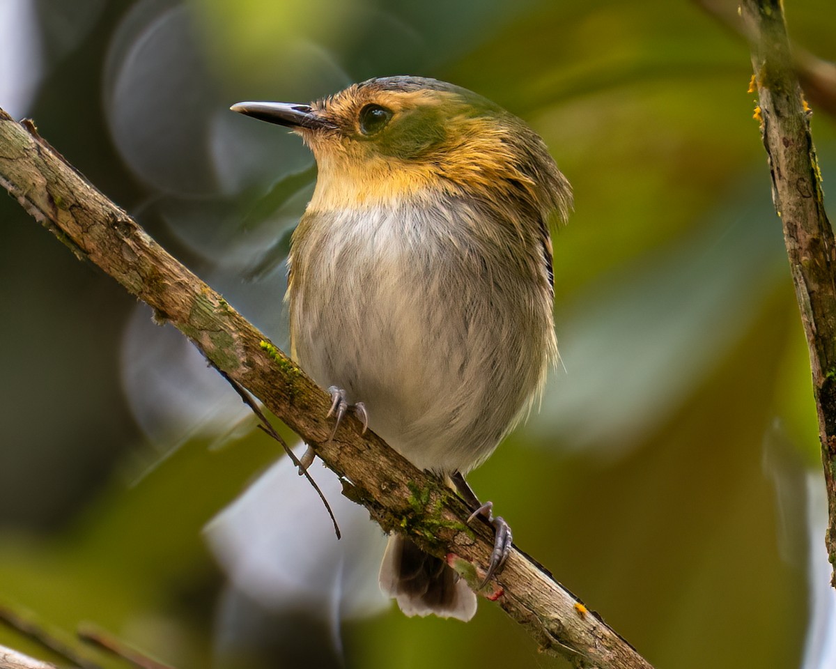 Ochre-faced Tody-Flycatcher - ML643398782