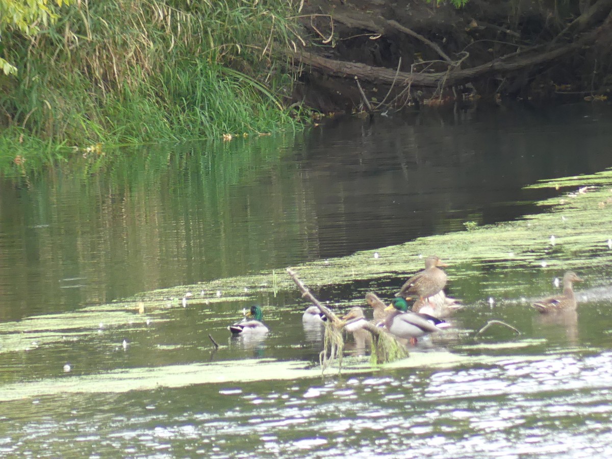 マガモ - ML643398785