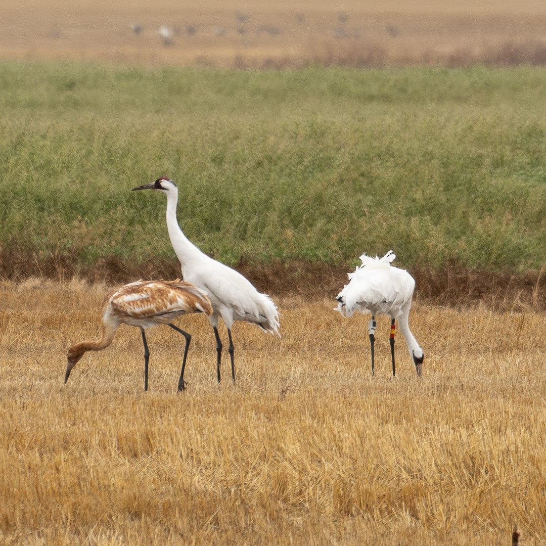 Whooping Crane - ML643398812