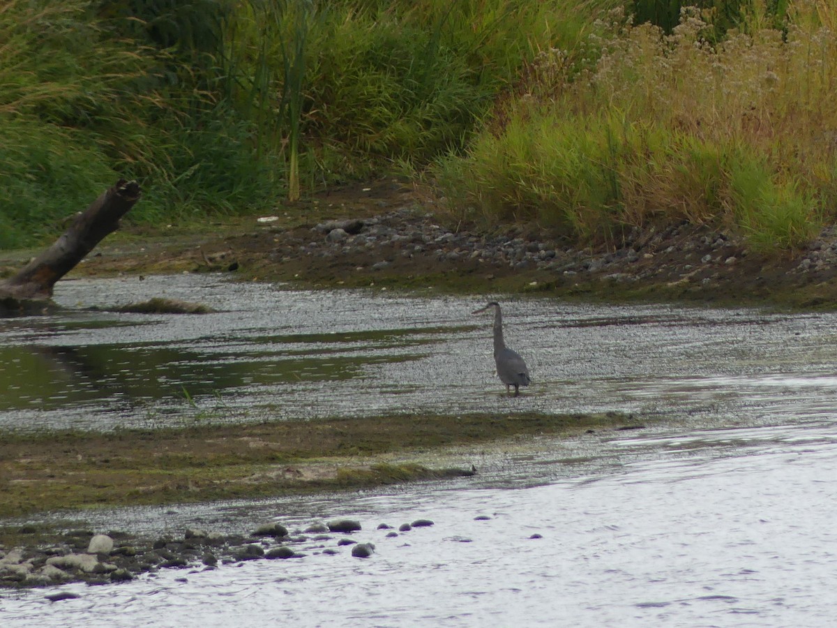 オオアオサギ - ML643398813