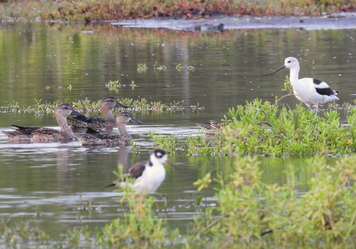 American Avocet - ML643398823