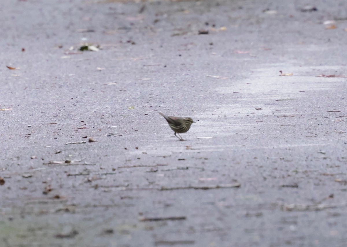 Northern Waterthrush - ML643398828