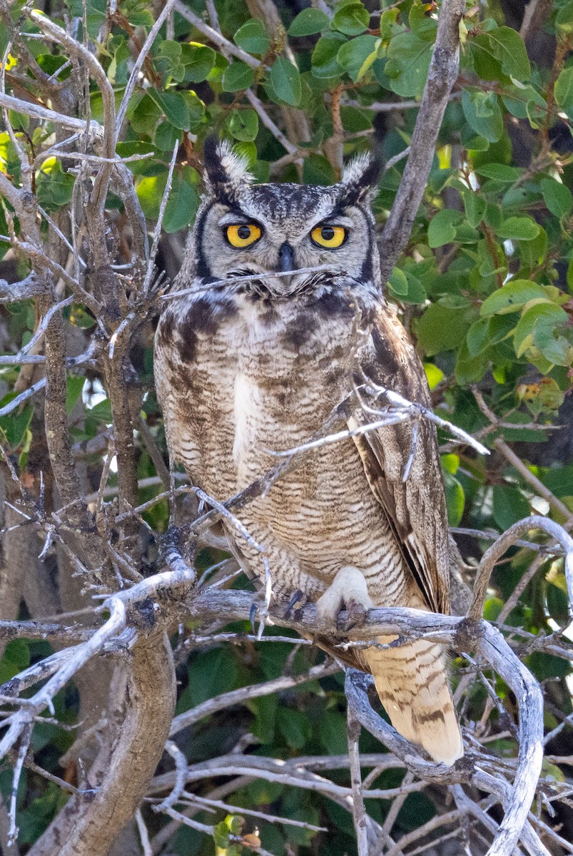 Lesser Horned Owl - ML643398845