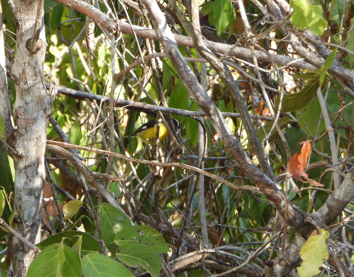Bananaquit - ML643398849