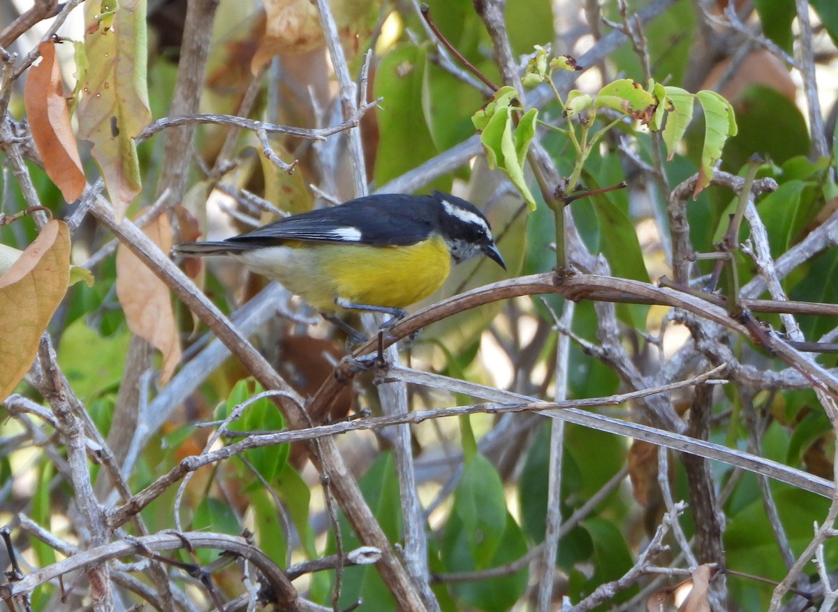 Bananaquit - ML643398850