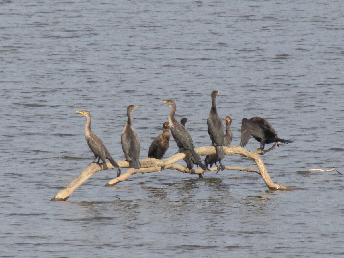 Cormoran à aigrettes - ML643398857