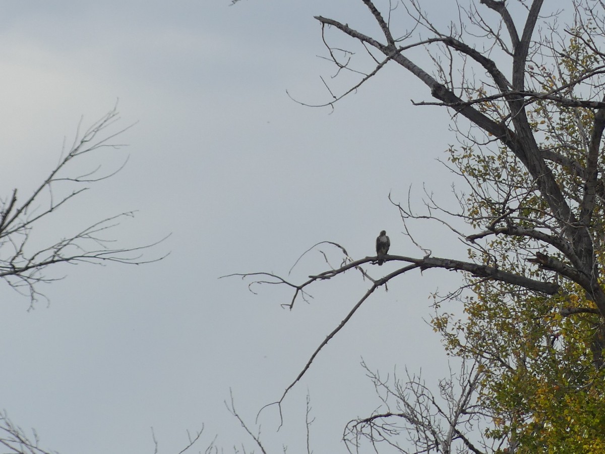 アカオノスリ - ML643398860