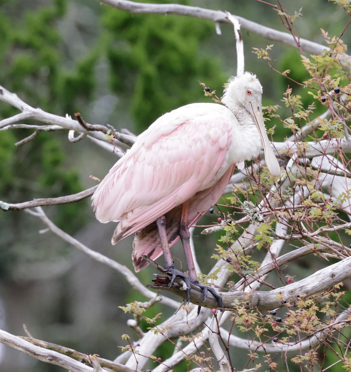 Roseate Spoonbill - ML643398861