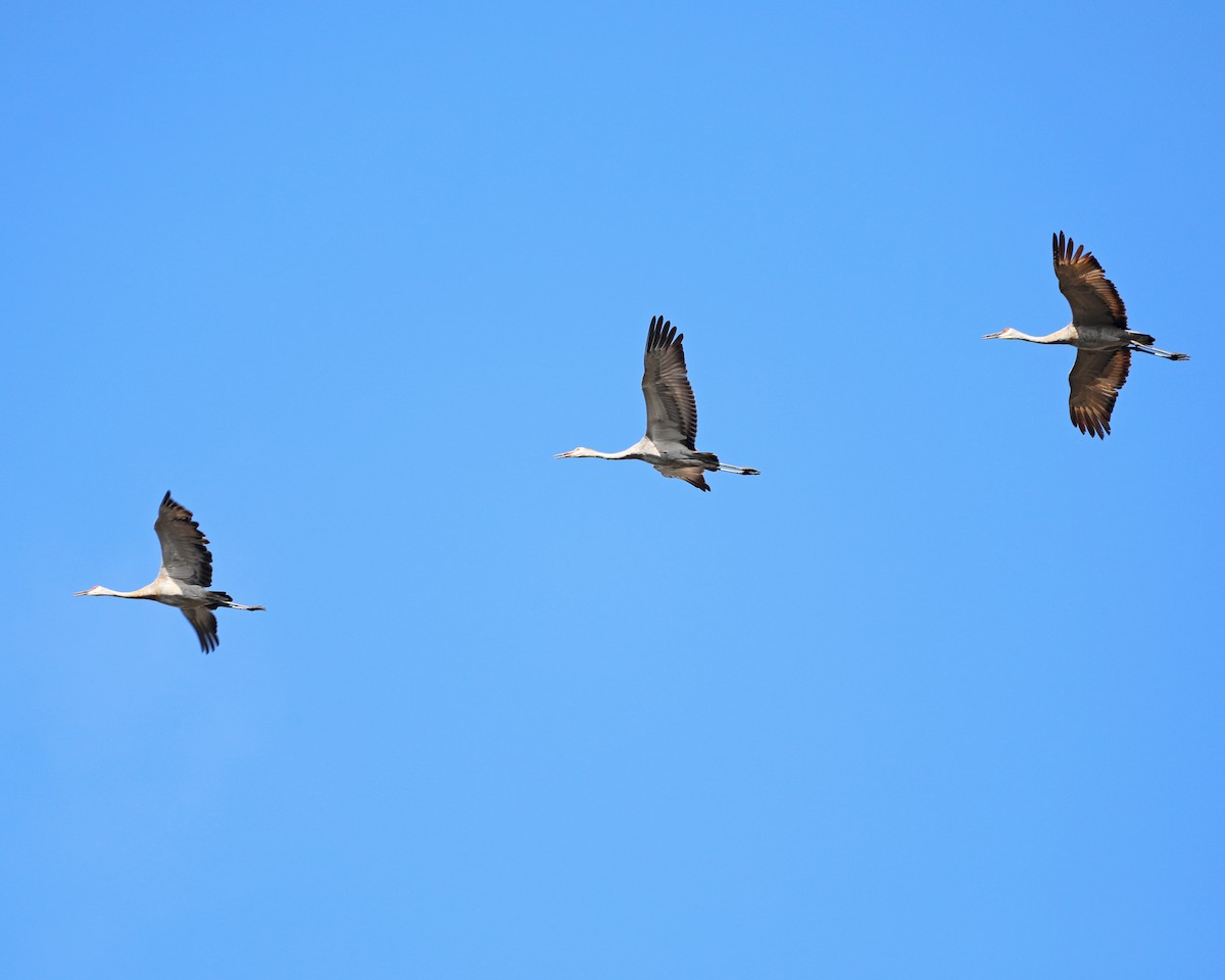 Sandhill Crane - ML643398865
