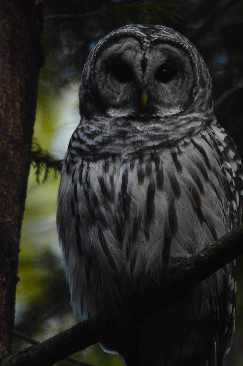 Barred Owl - ML643398867