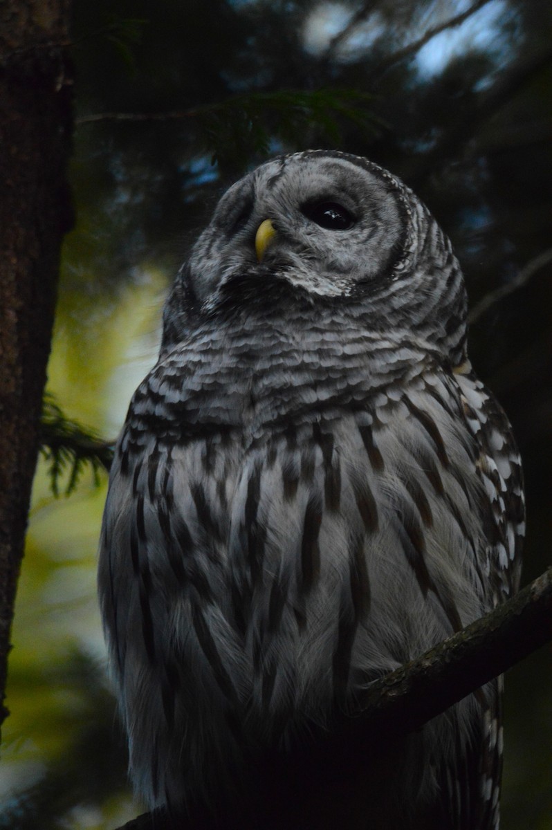 Barred Owl - ML643398868