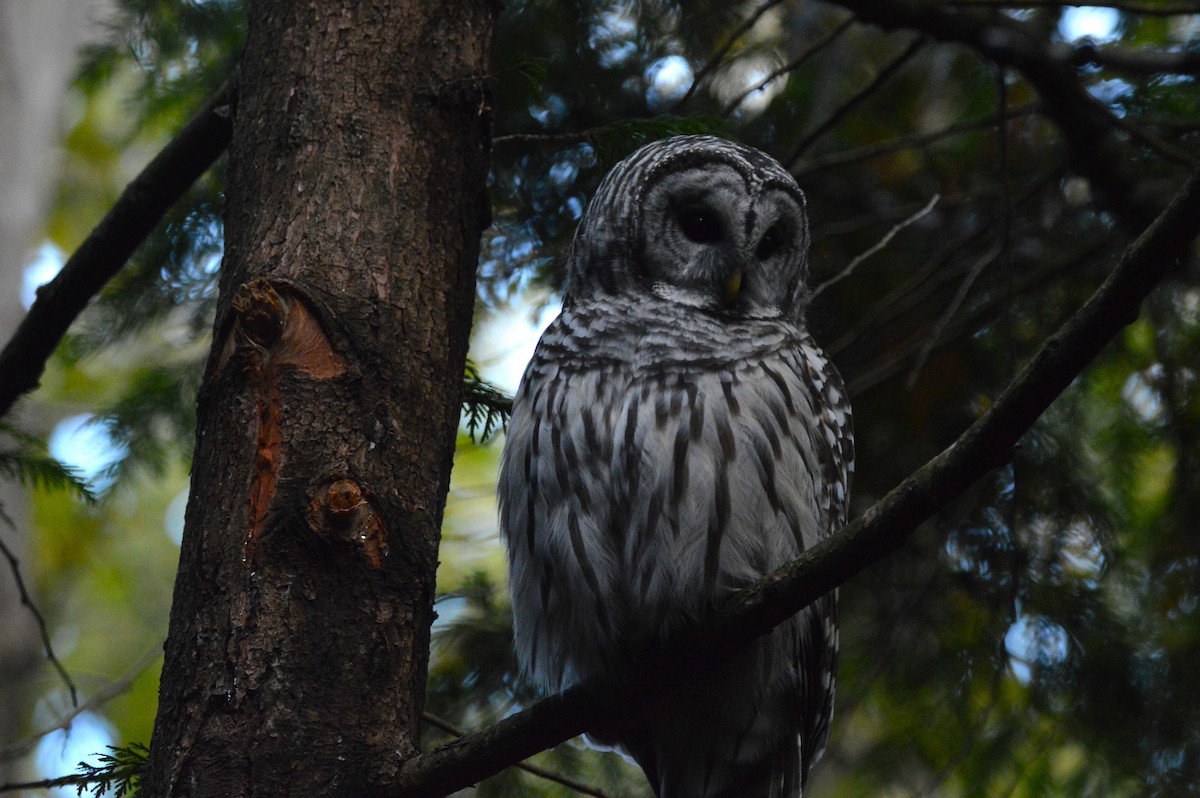 Barred Owl - ML643398869