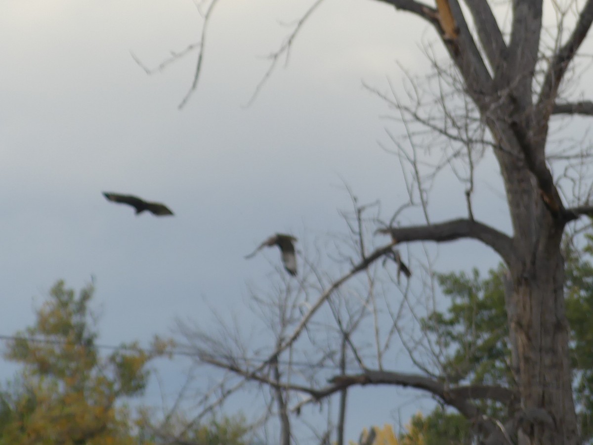 アカオノスリ - ML643398870