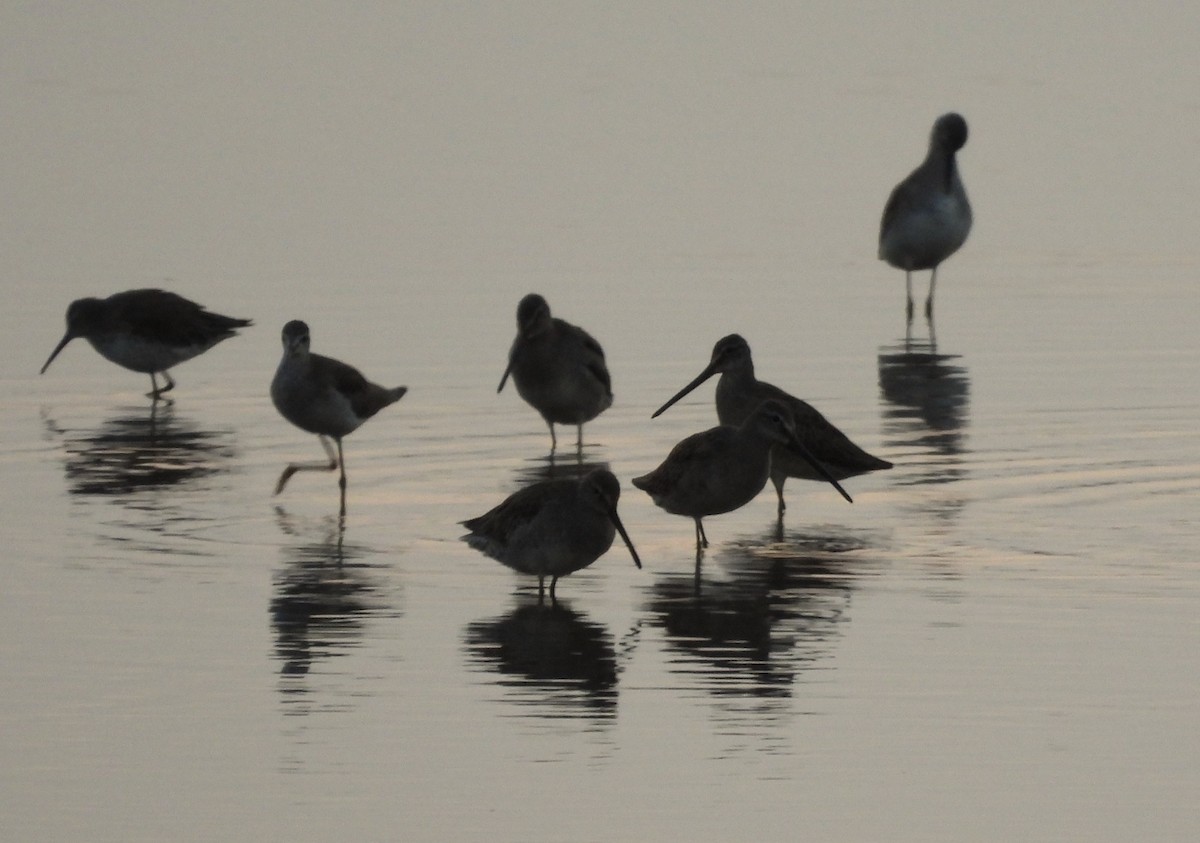Long-billed Dowitcher - ML643398871