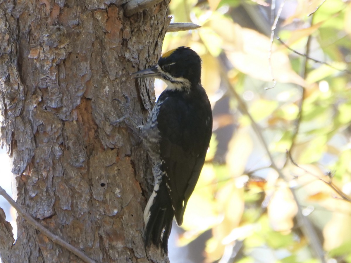 Black-backed Woodpecker - ML643398875