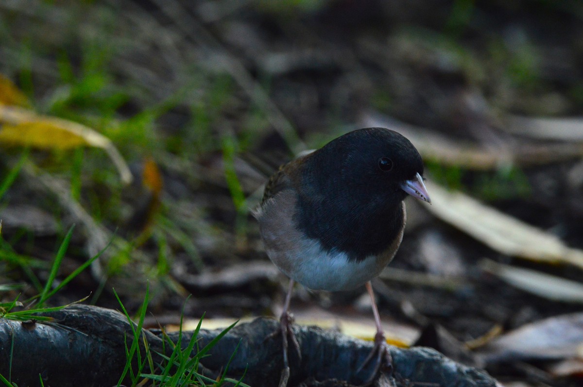 Dark-eyed Junco - ML643398877