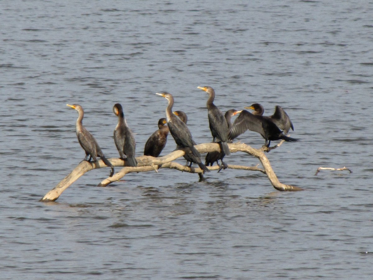 Cormoran à aigrettes - ML643398879