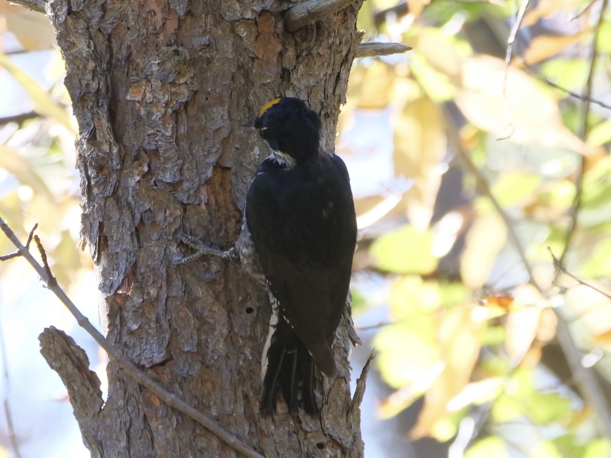 Black-backed Woodpecker - ML643398887