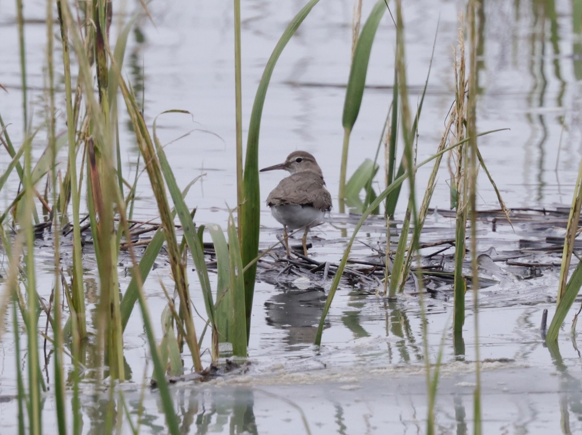Spotted Sandpiper - ML643398890