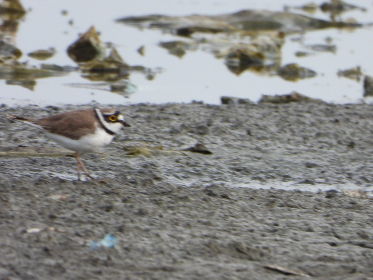 Little Ringed Plover - ML643398891