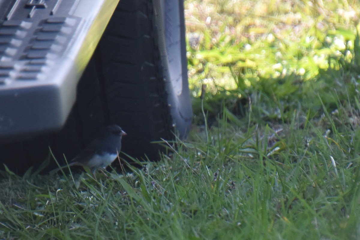 Dark-eyed Junco (Slate-colored) - ML643398893