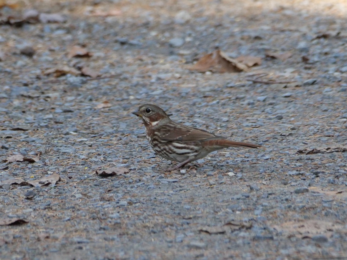 Fox Sparrow (Red) - ML643398904