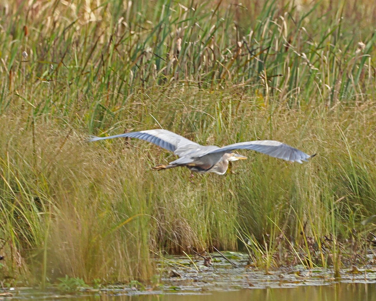Great Blue Heron - ML643398905