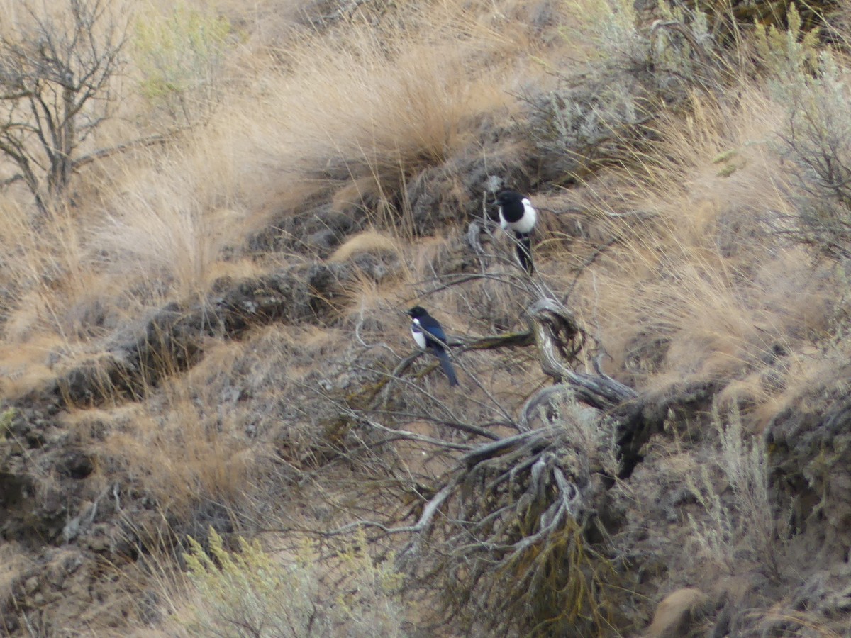 アメリカカササギ - ML643398911