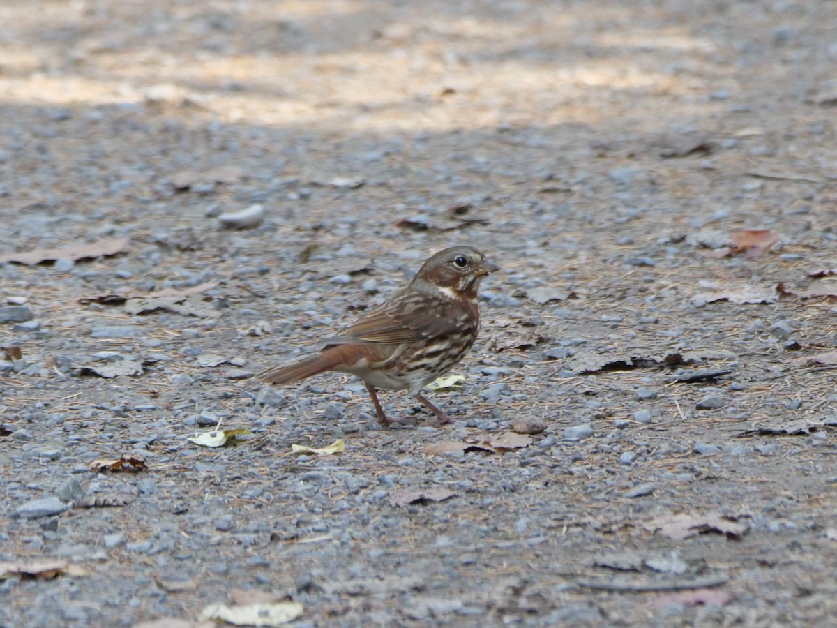 Fox Sparrow (Red) - ML643398912