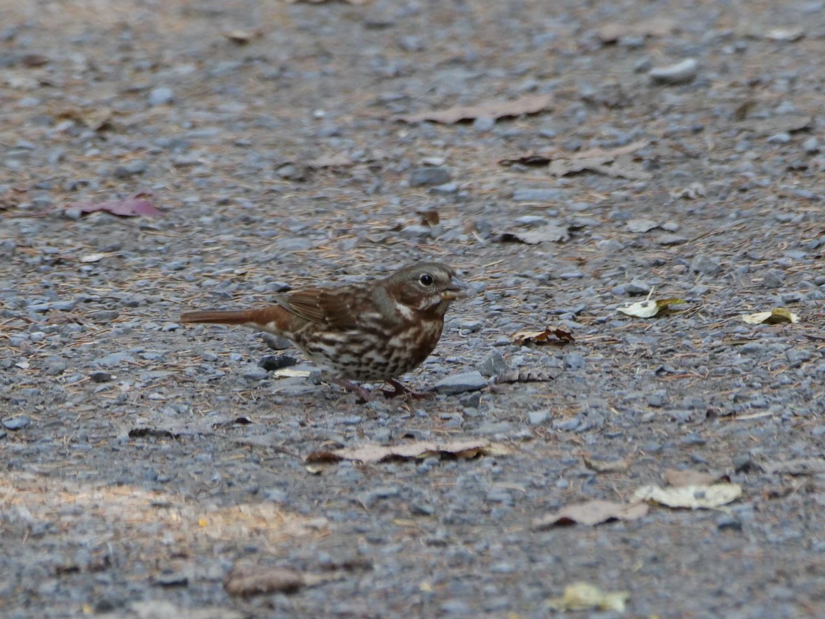 Fox Sparrow (Red) - ML643398914