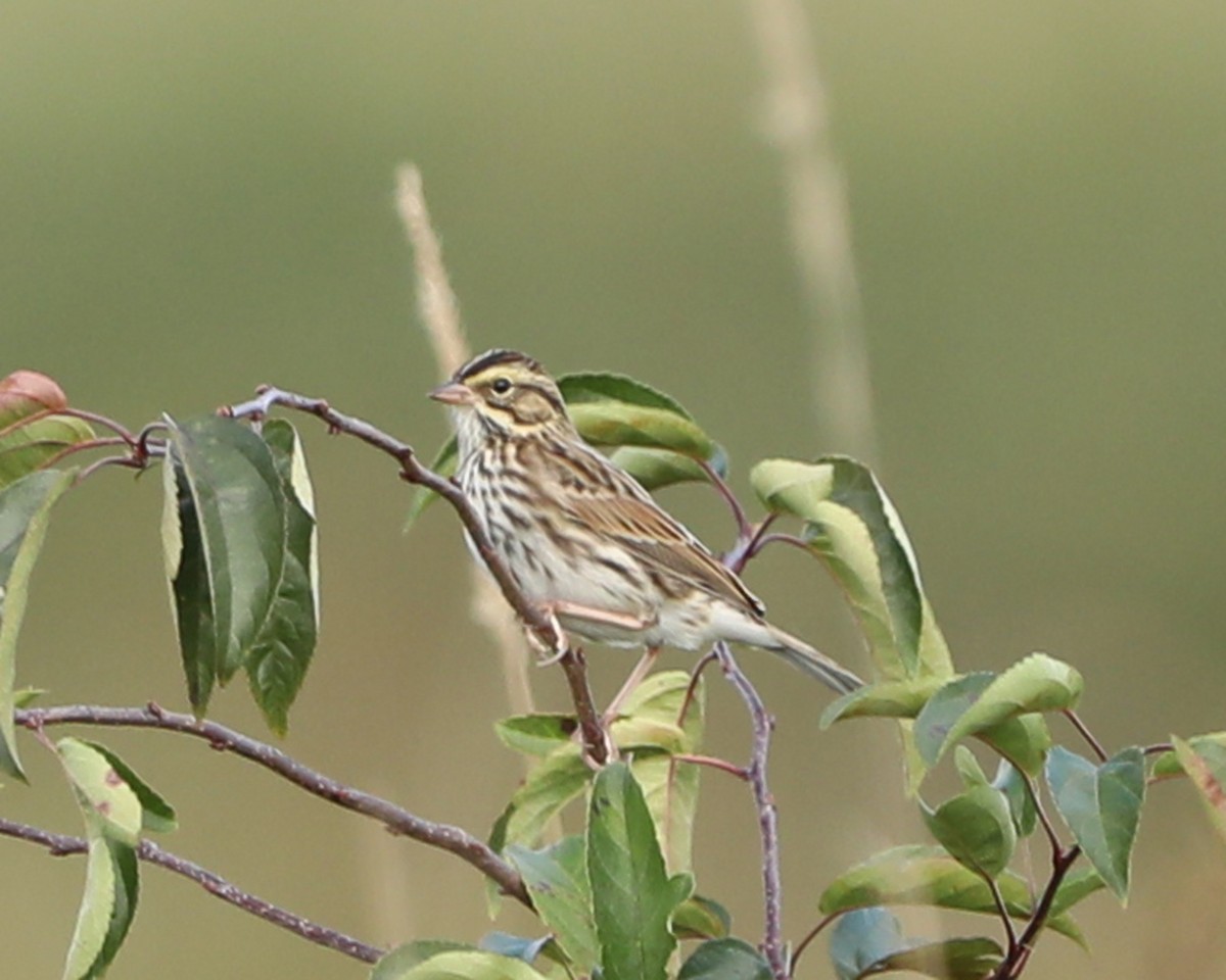 Savannah Sparrow - ML643398915