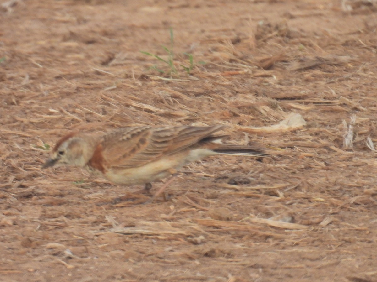 Red-capped Lark - ML643398917