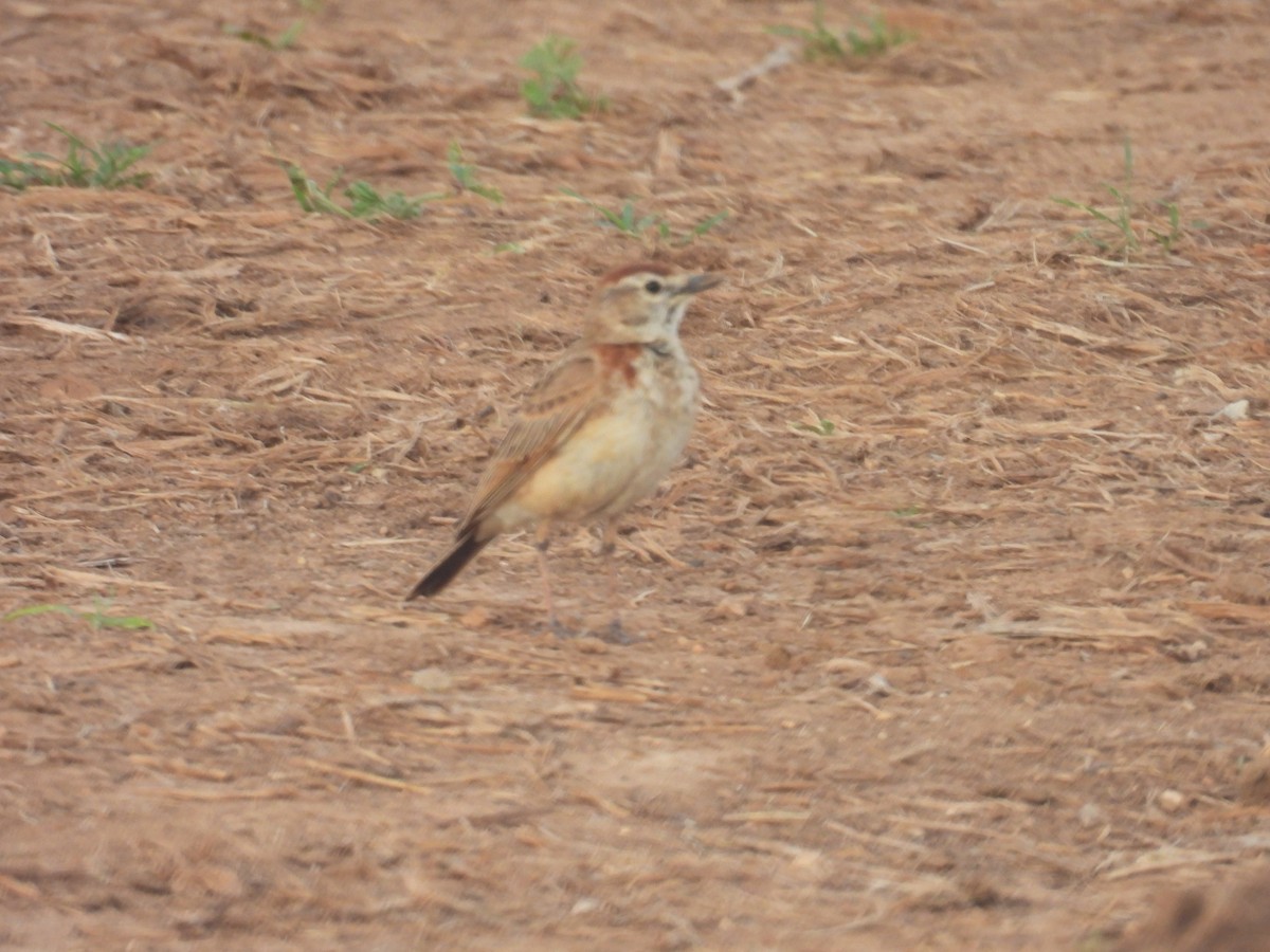 Red-capped Lark - ML643398918