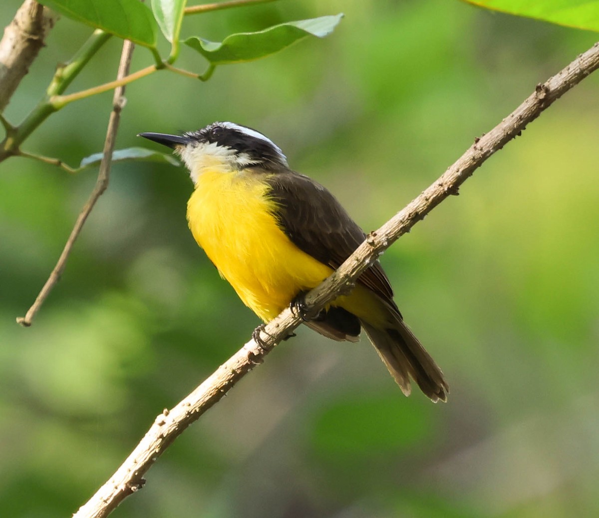 Lesser Kiskadee - ML643398922