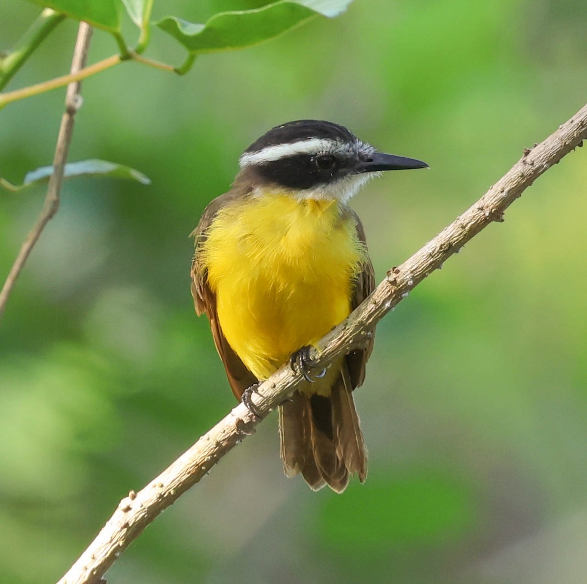 Lesser Kiskadee - ML643398923