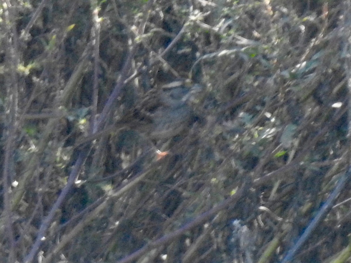White-throated Sparrow - ML643398943