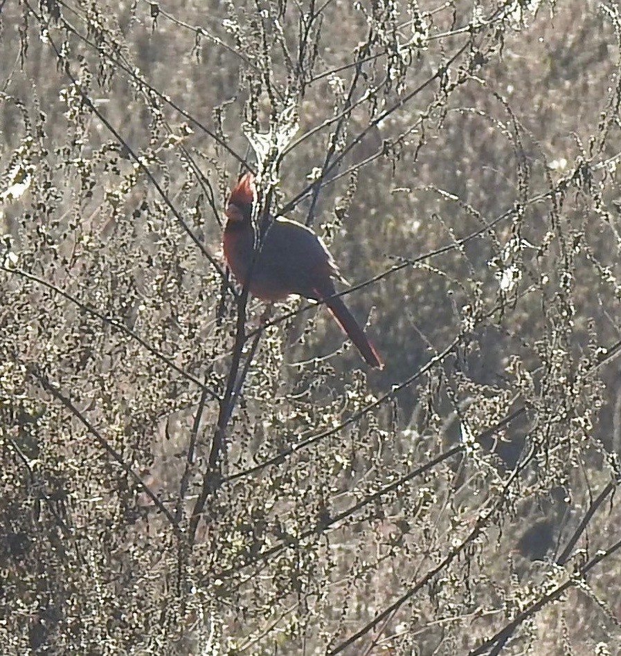 Northern Cardinal - ML643398951