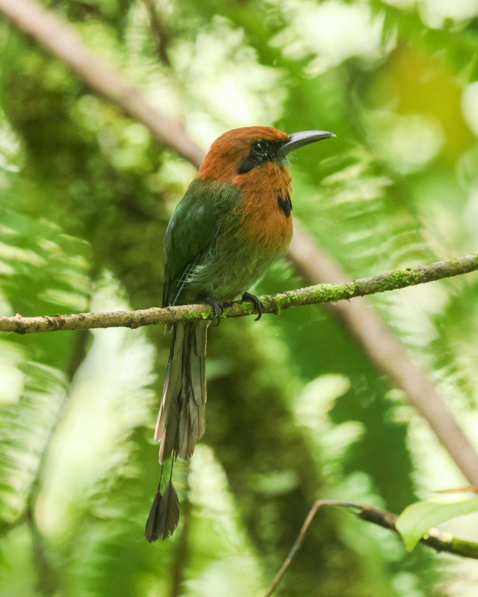 Broad-billed Motmot - ML643398959