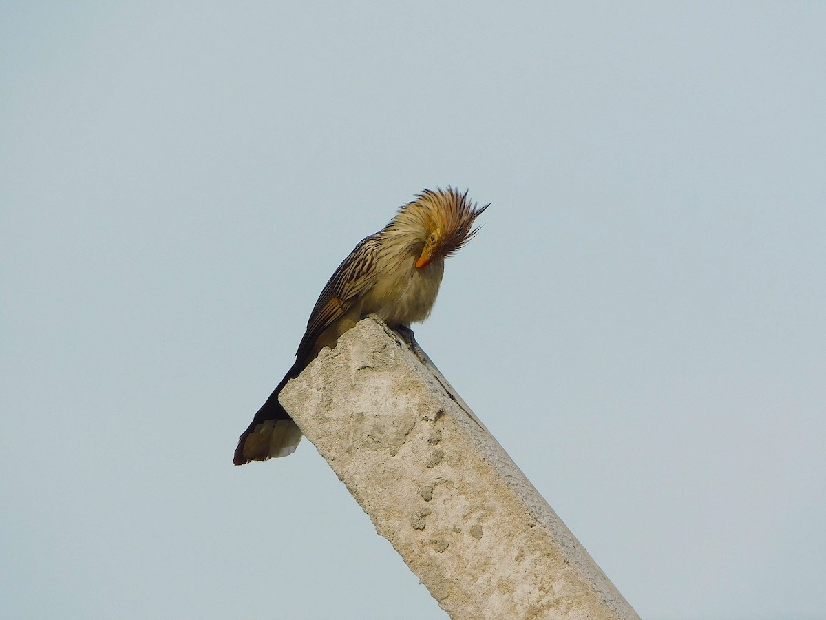Guira Cuckoo - ML643398962