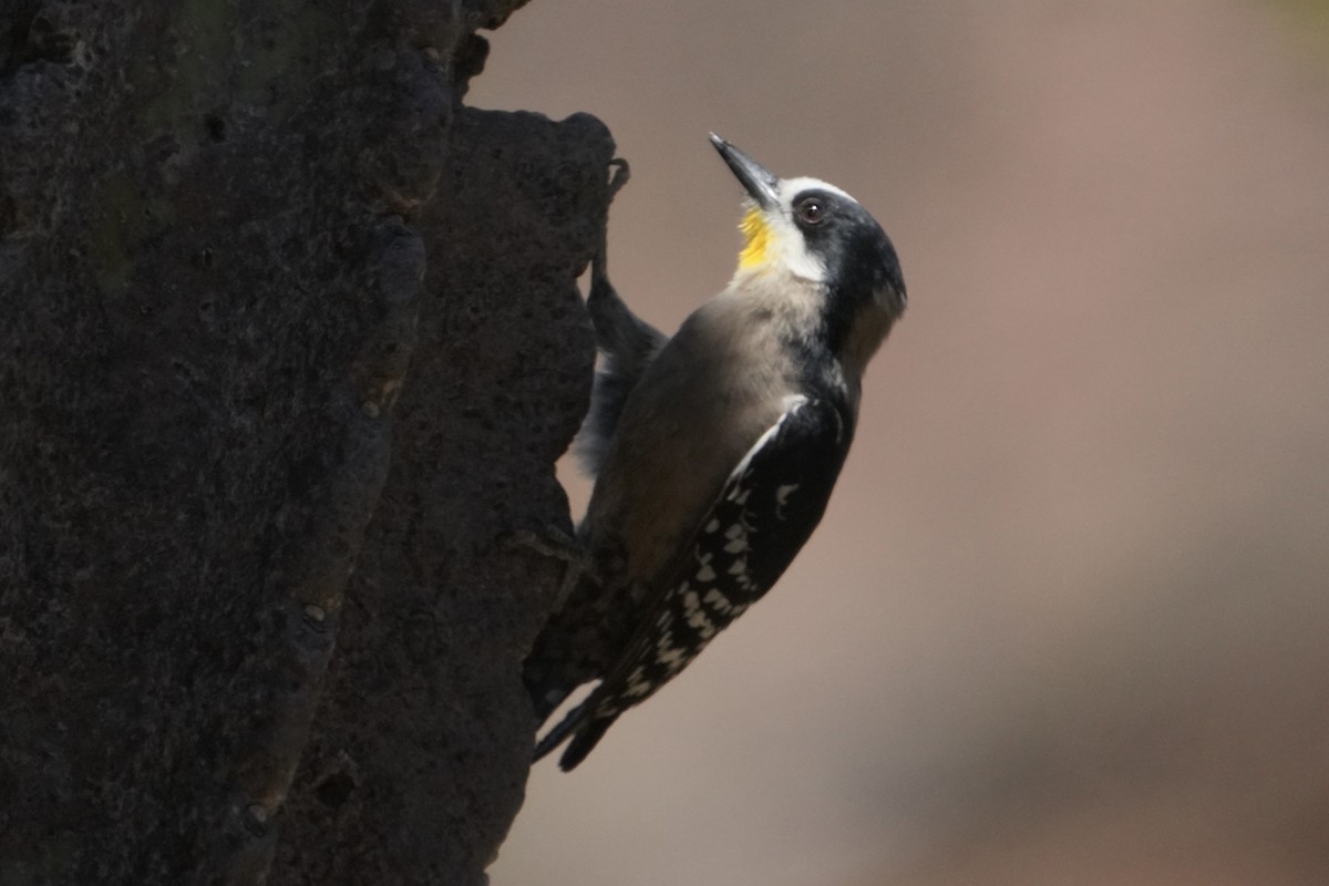 White-fronted Woodpecker - ML643398963