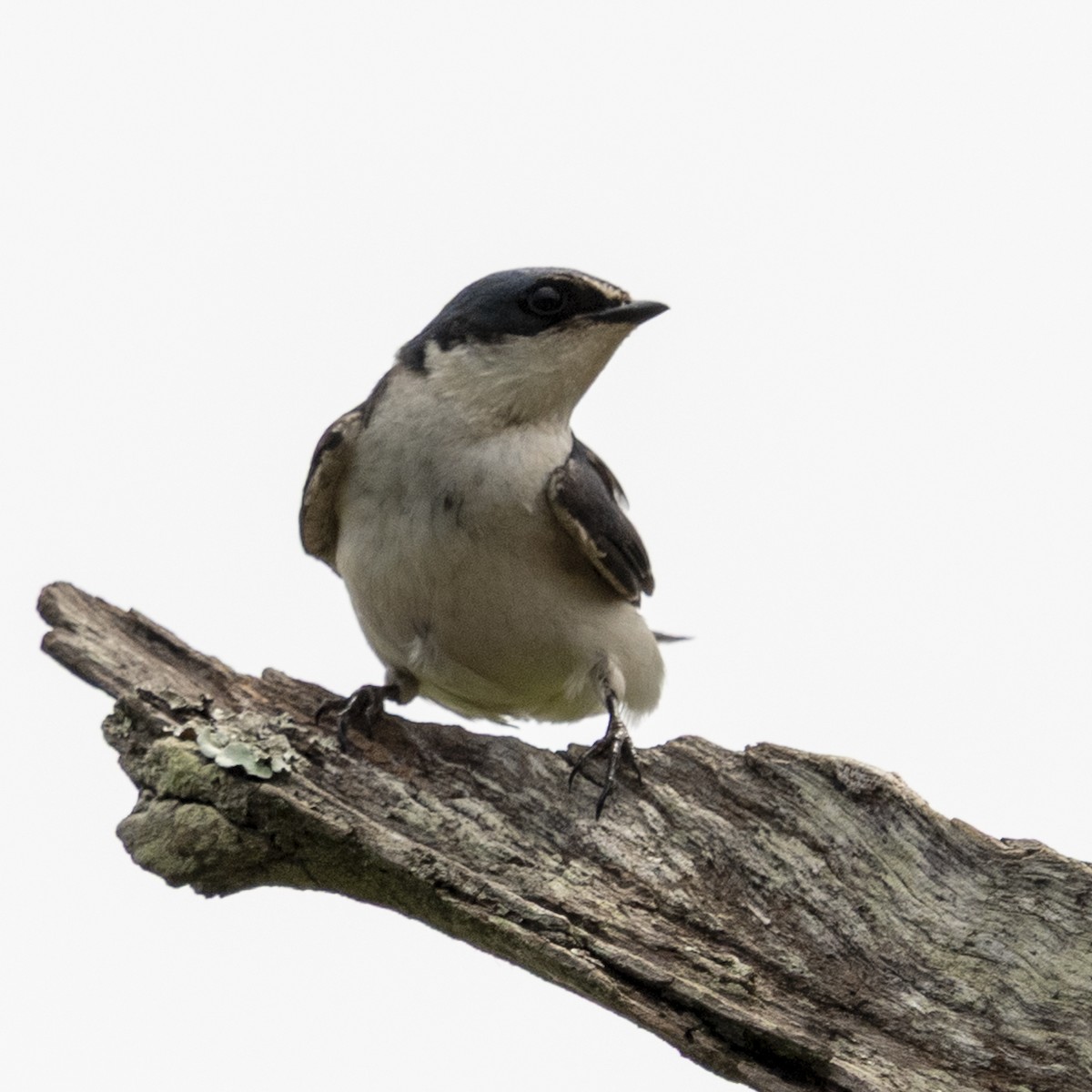 White-rumped Swallow - ML643398970