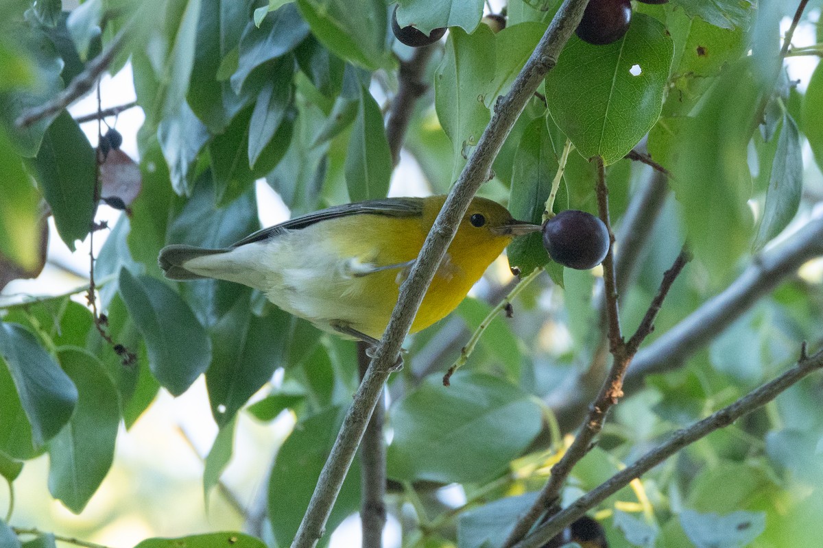 Prothonotary Warbler - ML643398972