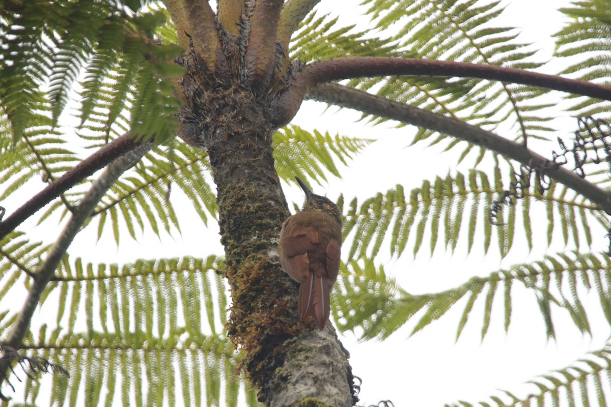 Black-banded Woodcreeper - ML643399012