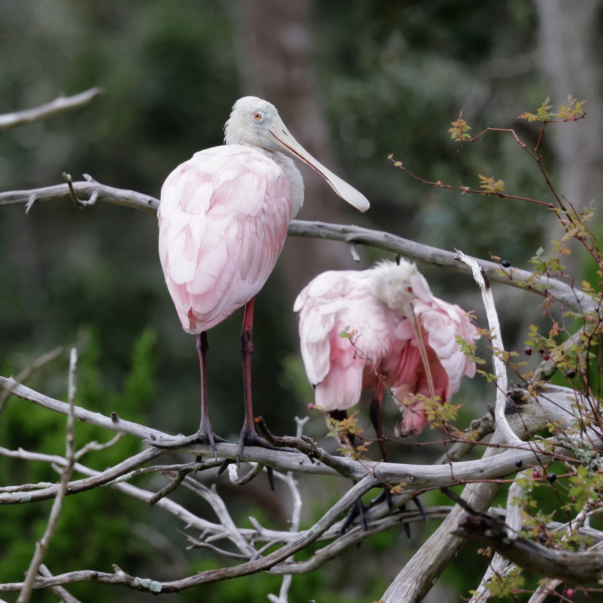 Roseate Spoonbill - ML643399039